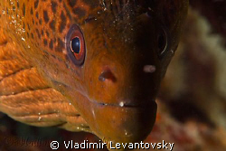 Tell me when to say "cheese".
A very curious giant moray... by Vladimir Levantovsky 